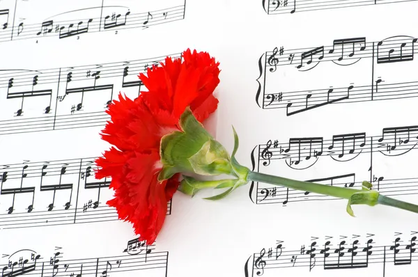Conceito romântico - cravos flor — Fotografia de Stock