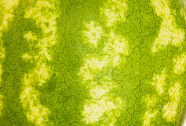 Groene huid van de watermeloen — Stockfoto