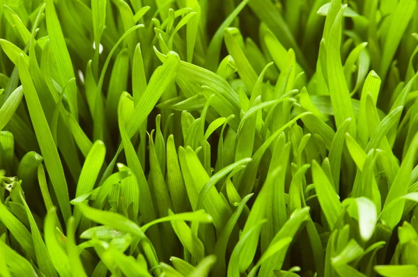Närbild av grönt gräs - — Stockfoto