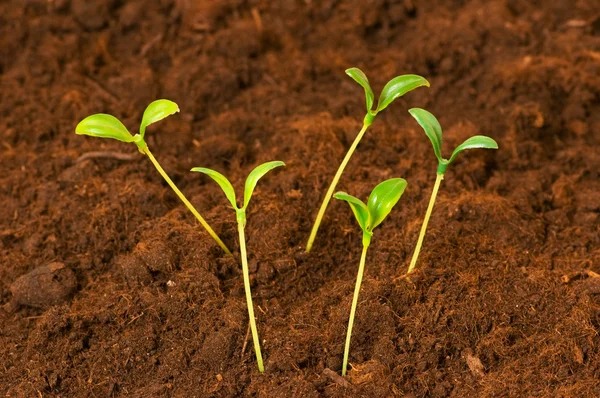 New life concept - green seedlings — Stock Photo, Image