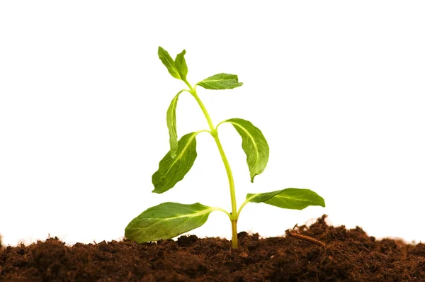 Green seedling isolated on the white — Stock Photo, Image