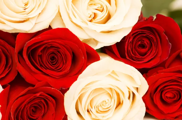 Achtergrond van de rode en witte rozen — Stockfoto