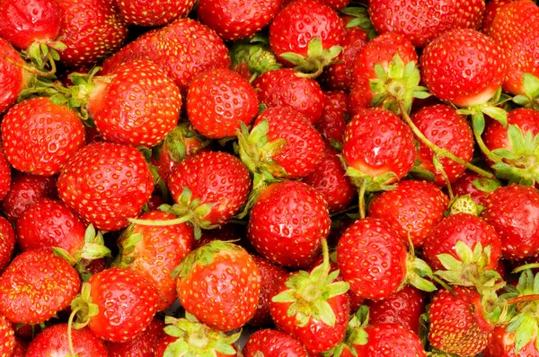 Massor av jordgubbar — Stockfoto