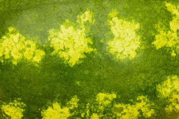 Grønn hud på vannmelonen – stockfoto