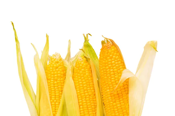 Kolby kukurydzy na białym tle — Zdjęcie stockowe