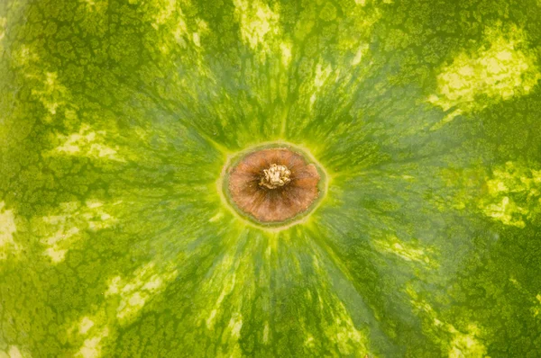 Close up - skin of the watermelon — Stock Photo, Image