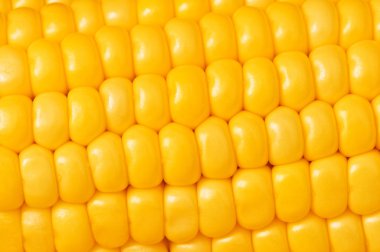 Extreme close up of yellow corn cobs clipart