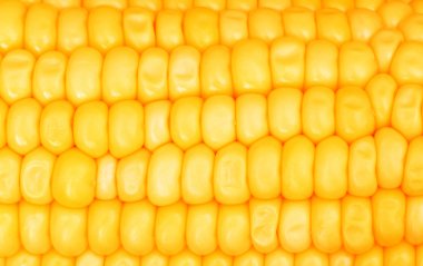 Extreme close up of corn cobs clipart