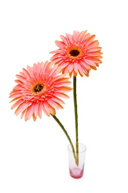 gerber daisies üzerinde beyaz izole