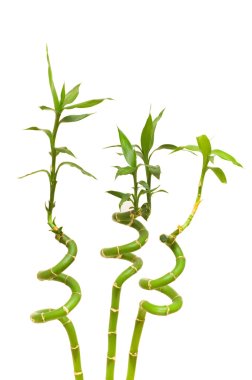 Bamboo branches isolated on the white clipart