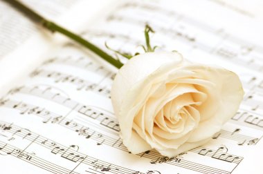 White rose on the musical notes page clipart