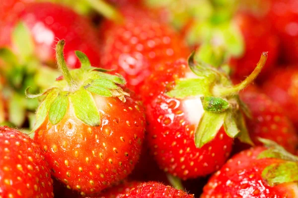 Rote Erdbeeren isoliert auf der weißen — Stockfoto