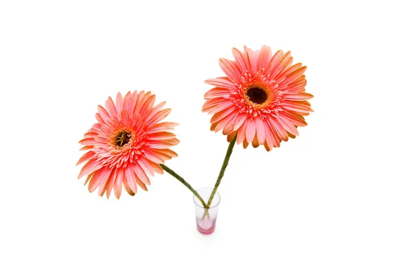 Gerber daisy izolovaných na bílém — Stock fotografie