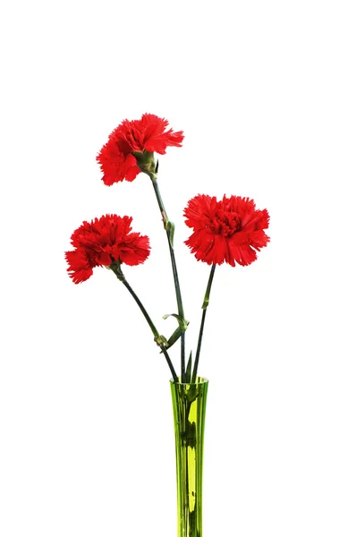 Three red carnations in green vase — Stock Photo, Image