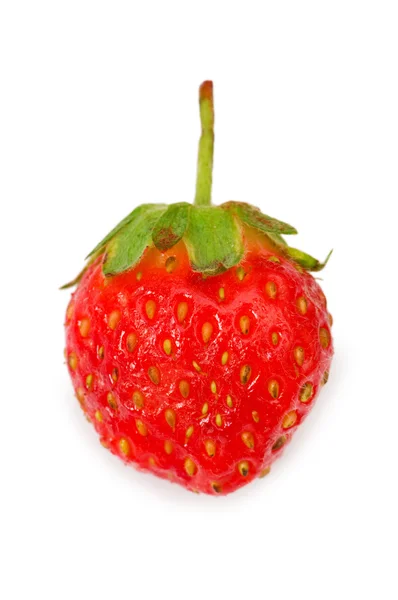 Rote Erdbeere isoliert auf der weißen — Stockfoto