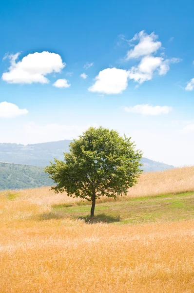 Samotne drzewo na polu pszenicy — Zdjęcie stockowe