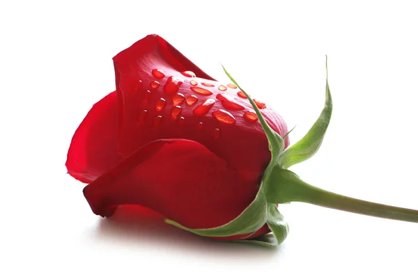 Stock image Rosebud with water drops isolated