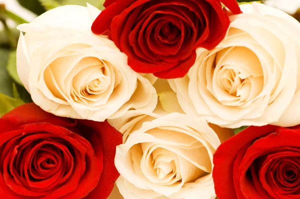 Tło czerwone i białe róże — Zdjęcie stockowe