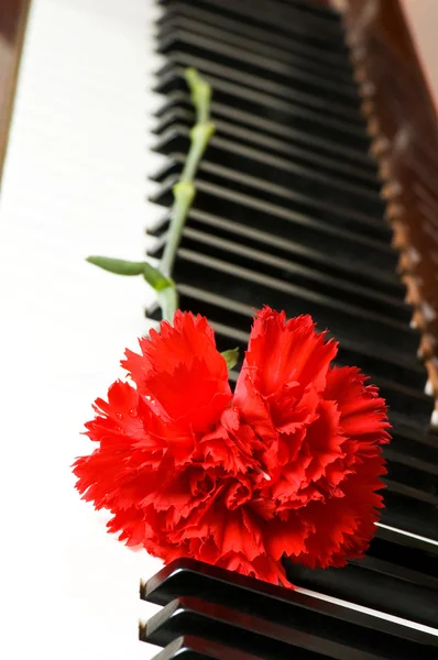 Romantické pojetí - karafiát na klavír — Stock fotografie