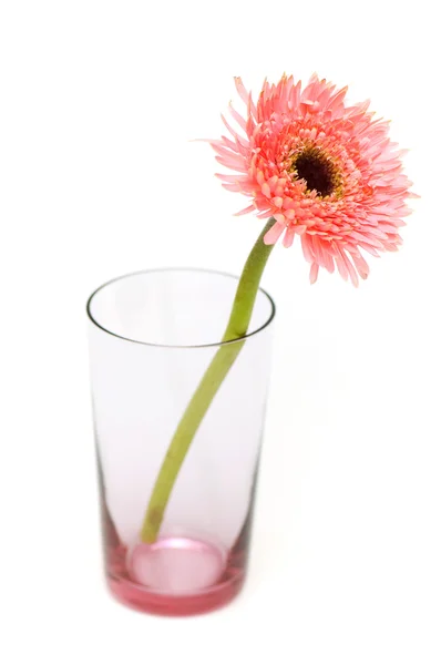 Gerber daisy isolated on the white — Stock Photo, Image