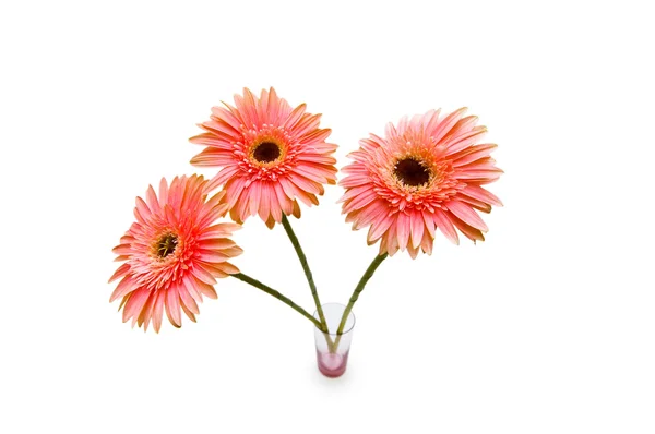 Gerber daisy isolated on the white — Stock Photo, Image