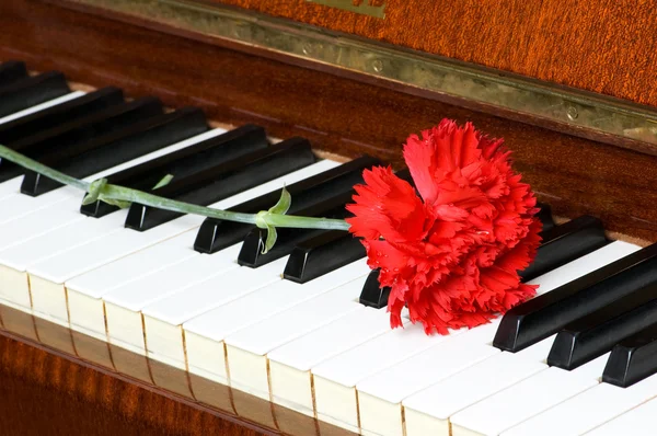 Ρομαντική έννοια - γαρύφαλλο στο πιάνο — Φωτογραφία Αρχείου