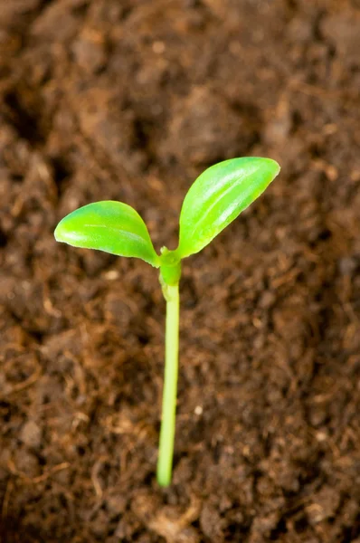 Piantina verde che cresce dal suolo — Foto Stock