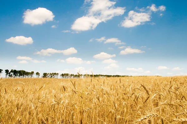 Pšeničné pole na jasný den — Stock fotografie