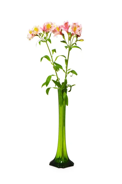 Lilie kolorowy na białym tle — Zdjęcie stockowe