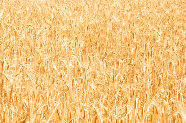 Pšeničné pole na jasný den — Stock fotografie