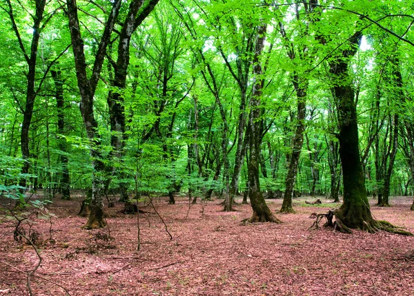 Concepto de naturaleza - Bosque verde —  Fotos de Stock