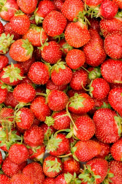 Massor av jordgubbar ordnade — Stockfoto