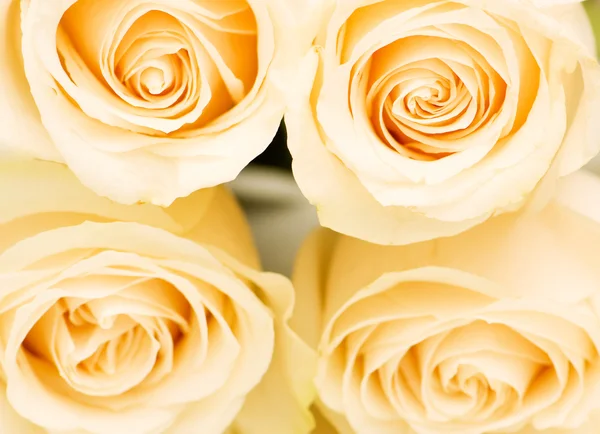 Μακροεντολή κοντινό πλάνο τέσσερα άσπρα τριαντάφυλλα — Φωτογραφία Αρχείου