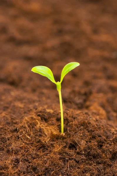 Green seedling growing out — Stock Photo, Image
