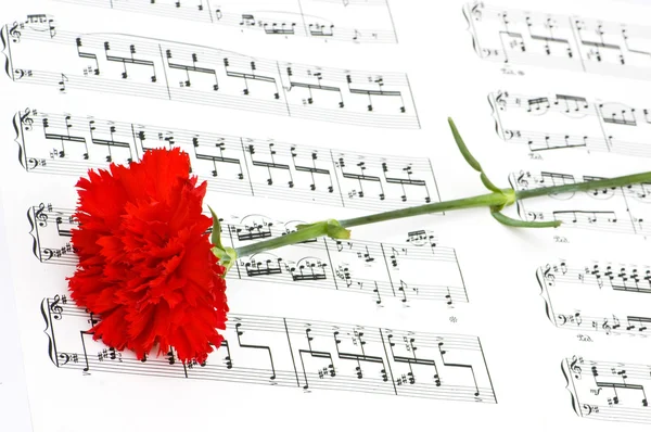 音符のカーネーションの花 — ストック写真
