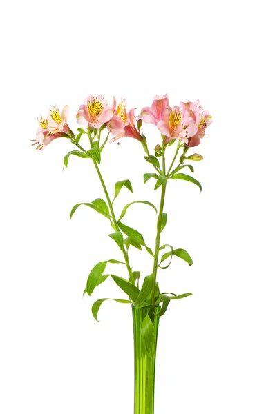 Colourful lilies isolated on the white — Stock Photo, Image