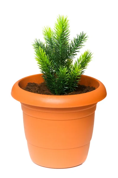 stock image Green saplings growing in the clay pot