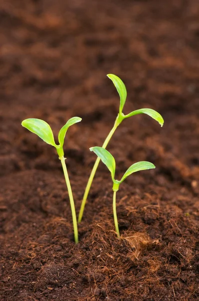 Drie groene zaailingen groeiende — Stockfoto