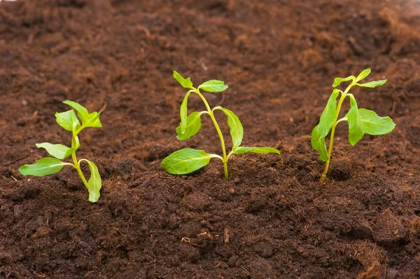 stock image New life concept - green seedlings