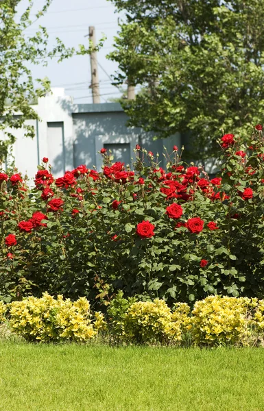 stock image Rose garden on the bright day