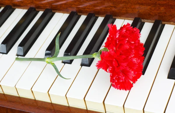 Романтическая концепция - гвоздика на пианино — стоковое фото