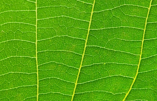 Very extreme close up of green leave — Stock Photo, Image