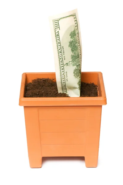 Dollars growing in the pot isolated — Stock Photo, Image
