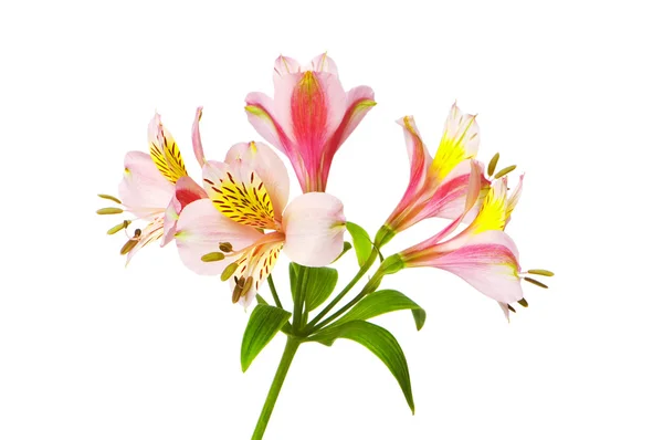 Цветные лилии, изолированные на белом — стоковое фото