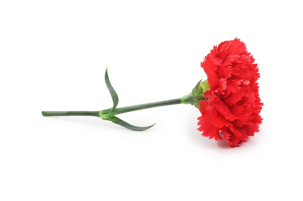 Red carnations isolated on the white — Stock Photo, Image
