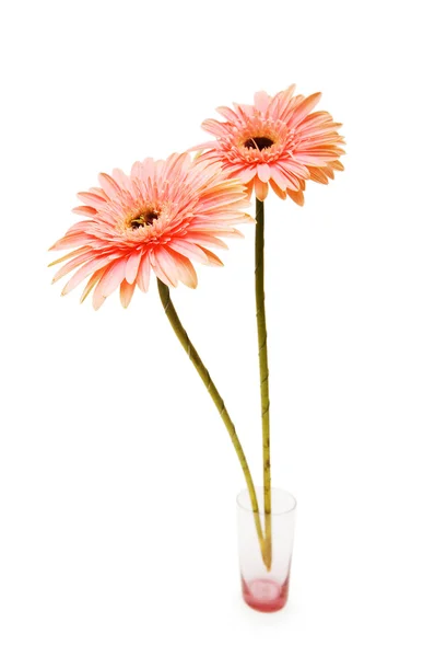 Gerber daisy isolerat på vita — Stockfoto