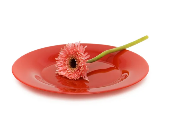 Red plate with flower isolated — Stockfoto