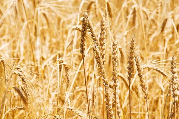 El primer plano del trigo en el día brillante —  Fotos de Stock