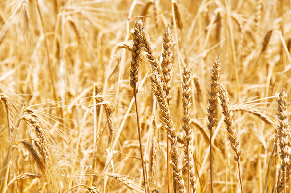 Close up of wheat on bright day