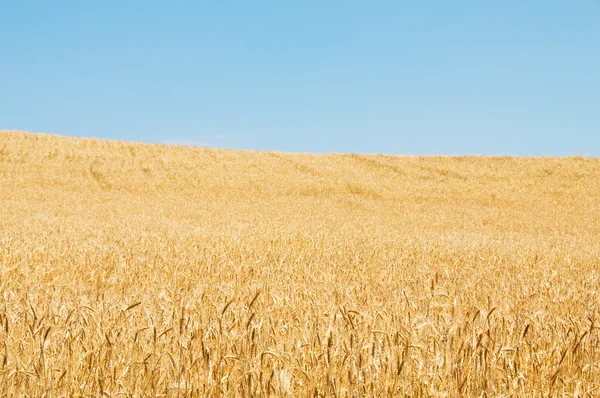 Campo de trigo no dia brilhante — Fotografia de Stock